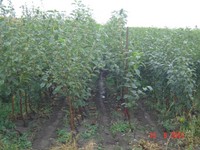 DSC00339.JPG