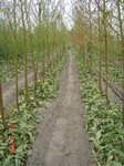 DSC00355.JPG