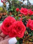 img20240916182700.jpg